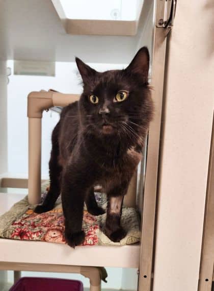 Nero - Domestic Medium Hair/Mix cat available for adoption at Peterborough Humane Society in Peterborough