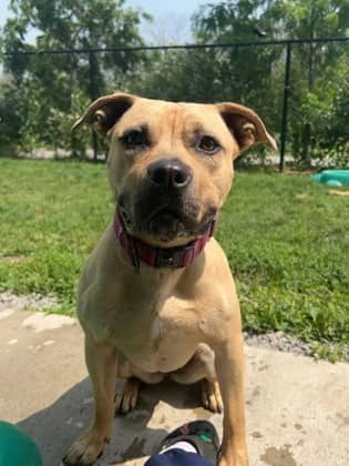 Bella - Mixed Breed, Medium (up to 44 lbs fully grown)/Mix available for adoption