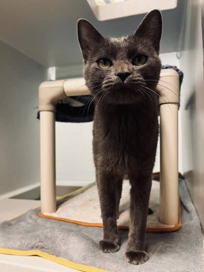 Pepper - Domestic Shorthair/Mix cat available for adoption at Peterborough Humane Society in Peterborough