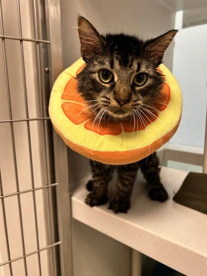 Parker - Domestic Shorthair/Mix available for adoption
