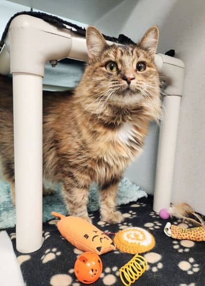 Mila - Domestic Medium Hair/Mix cat available for adoption at Peterborough Humane Society in Peterborough