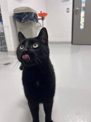 Chonks - Domestic Shorthair/Mix cat available for adoption in Calgary