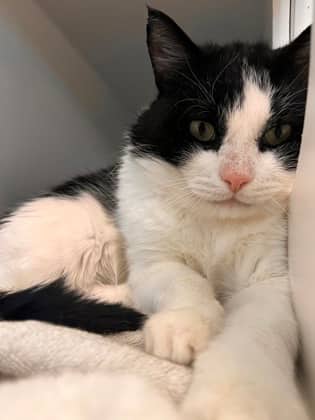 Frankie Bee - Domestic Shorthair/Mix cat available for adoption at Peterborough Humane Society in Peterborough