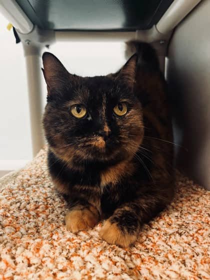 Belladonna - Domestic Shorthair/Mix available for adoption