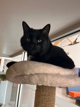 Katara - Domestic Shorthair/Mix available for adoption