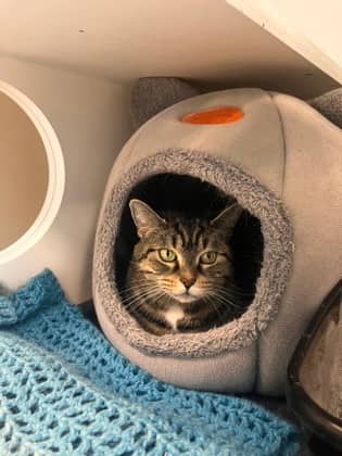 Roxanne - Domestic Shorthair/Mix cat available for adoption at Peterborough Humane Society in Peterborough