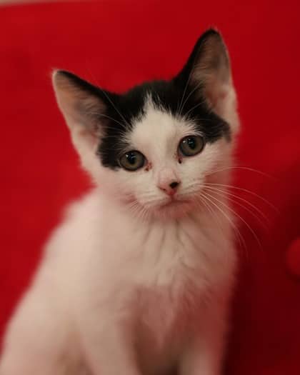 Jonagold - Domestic Shorthair/Mix available for adoption