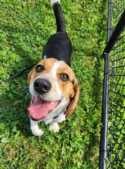Domingo - Beagle/Mix available for adoption at Peterborough Humane Society in Peterborough