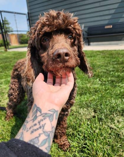 Roch - Mixed Breed, Medium (up to 44 lbs fully grown)/Mix available for adoption