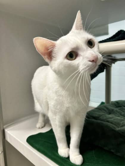 Shadow - Domestic Shorthair/Mix available for adoption