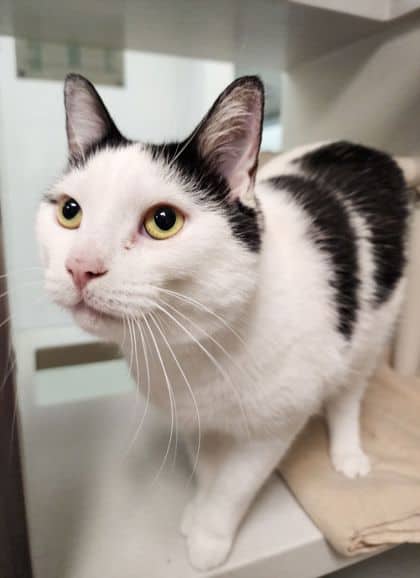 Joy - Domestic Shorthair/Mix cat available for adoption at Peterborough Humane Society in Peterborough