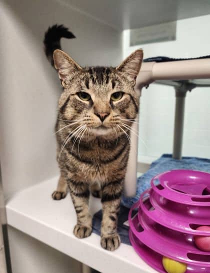 Gus - Domestic Shorthair/Mix cat available for adoption at Peterborough Humane Society in Peterborough