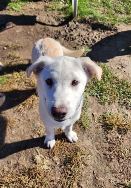 Mabel - Mixed Breed available for adoption at Peterborough Humane Society in Peterborough