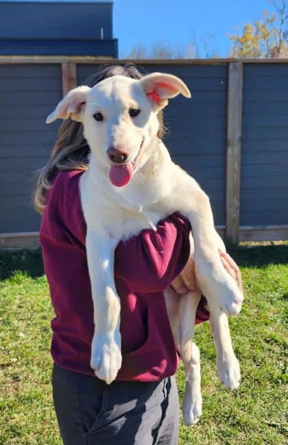 Myrtle - Mixed Breed available for adoption at Peterborough Humane Society in Peterborough