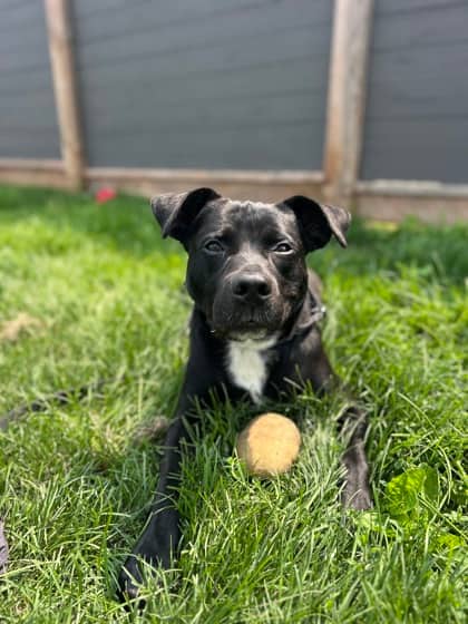 Venom - Mixed Breed, Medium (up to 44 lbs fully grown)/Mix available for adoption at Peterborough Humane Society in Peterborough