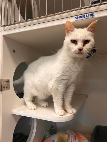 Cauliflower - Domestic Shorthair/Mix available for adoption