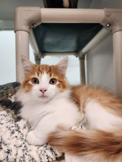 Pumpkin Spice Latte - Domestic Medium Hair/Mix cat available for adoption at Peterborough Humane Society in Peterborough