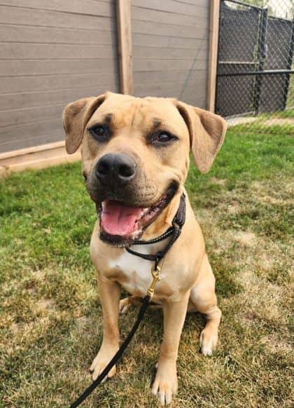 Millie - Mixed Breed, Medium (up to 44 lbs fully grown)/Mix available for adoption