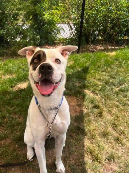 Jerry - Mixed Breed, Large (over 44 lbs fully grown)/Mix available for adoption