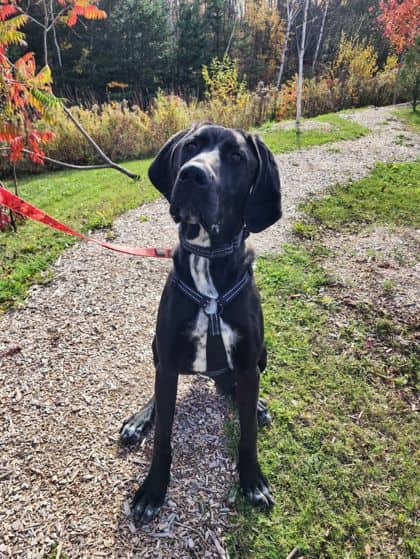 Goofy - Mixed Breed available for adoption