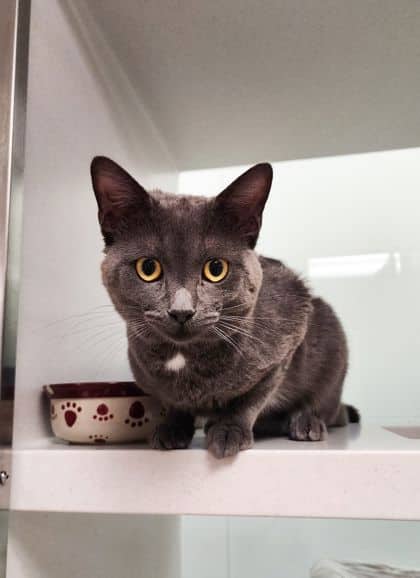 Clark - Domestic Shorthair/Mix available for adoption