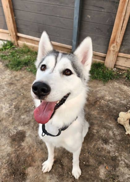 Willow - Siberian Husky/Mix available for adoption