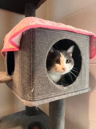 Greystorm - Domestic Shorthair/Mix cat available for adoption at Peterborough Humane Society in Peterborough
