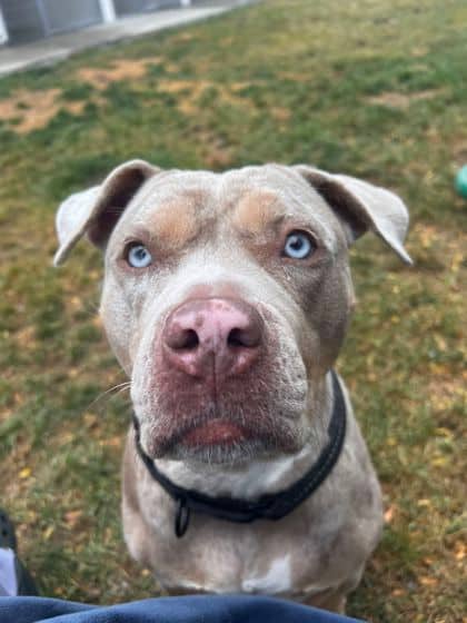 Martha May - Mixed Breed available for adoption