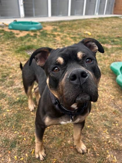 Morris - Mixed Breed available for adoption at Peterborough Humane Society in Peterborough