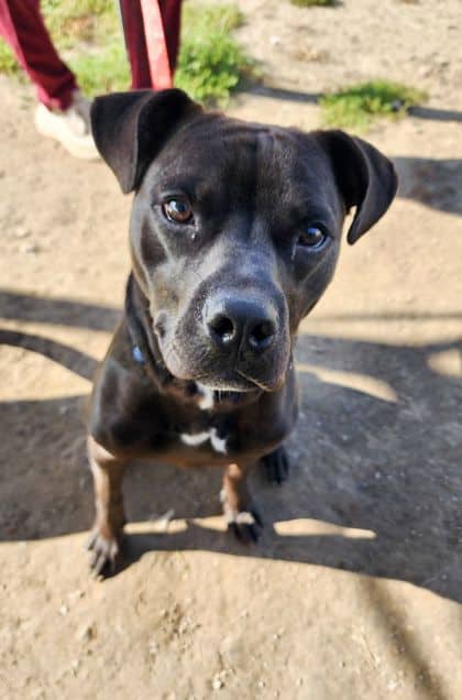 Greggy - Mixed Breed available for adoption