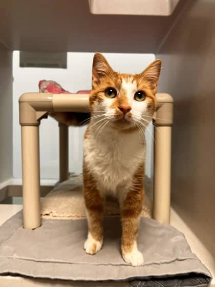 Pastry - Domestic Shorthair/Mix available for adoption