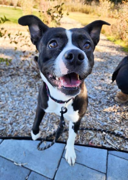 Tater - Mixed Breed available for adoption at Peterborough Humane Society in Peterborough