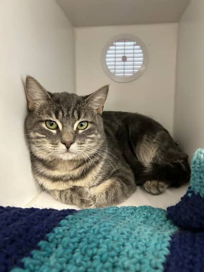 Jalapeno - Domestic Shorthair/Mix available for adoption