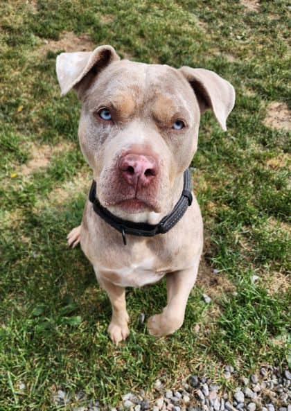 Martha May - Mixed Breed available for adoption at Peterborough Humane Society in Peterborough
