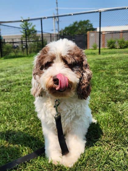 Nugget - Mixed Breed, Medium (up to 44 lbs fully grown)/Mix available for adoption at Peterborough Humane Society in Peterborough