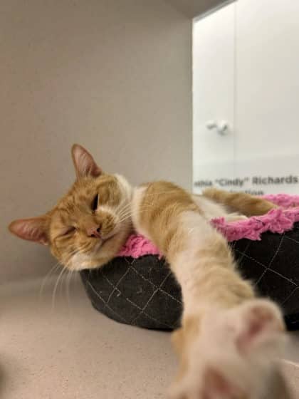 Al - Domestic Shorthair/Mix available for adoption