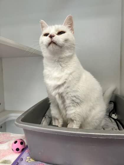 Cauliflower - Domestic Shorthair/Mix available for adoption