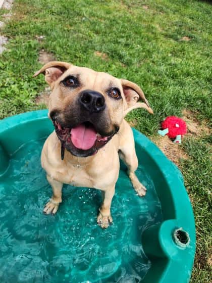 Bella - Mixed Breed available for adoption