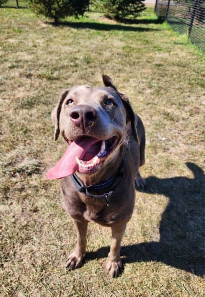 Ella - Retriever, Labrador/Mix available for adoption