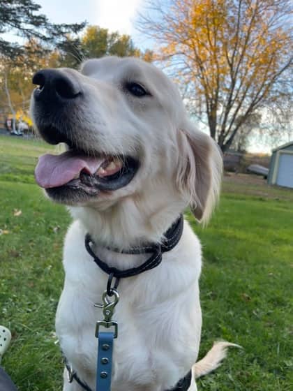 Lois - Retriever, Golden/Mix available for adoption at Peterborough Humane Society in Peterborough