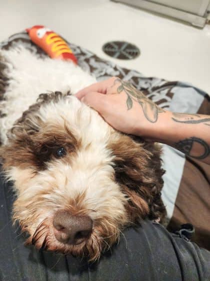 Valerie - Mixed Breed available for adoption at Peterborough Humane Society in Peterborough