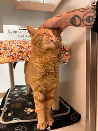 Cheez IT - Domestic Shorthair/Mix available for adoption