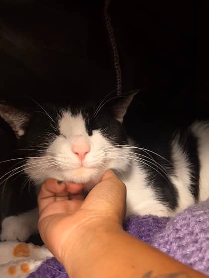 Make It Look Easy - Domestic Shorthair/Mix available for adoption