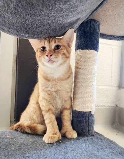 Sunfish - Domestic Shorthair/Mix cat available for adoption at Peterborough Humane Society in Peterborough