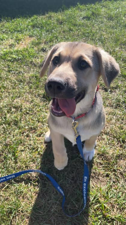 Maude - Mixed Breed available for adoption at Peterborough Humane Society in Peterborough