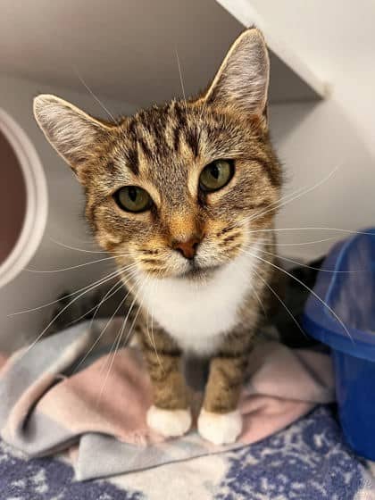 Monopoly - Domestic Shorthair/Mix available for adoption