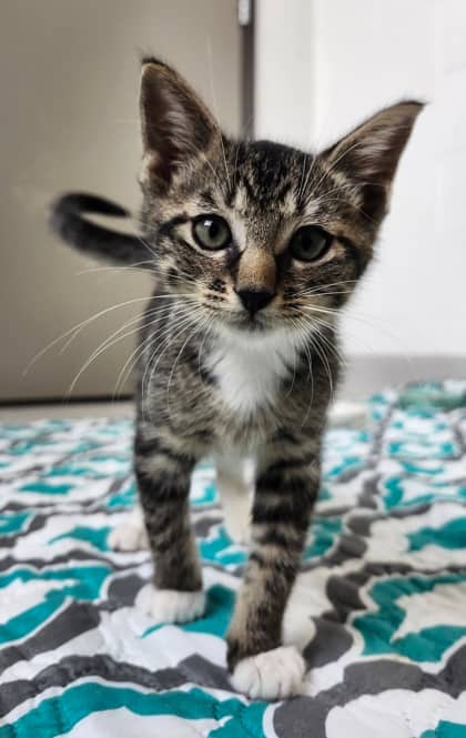 Squeakin - Domestic Shorthair/Mix cat available for adoption at Peterborough Humane Society in Peterborough