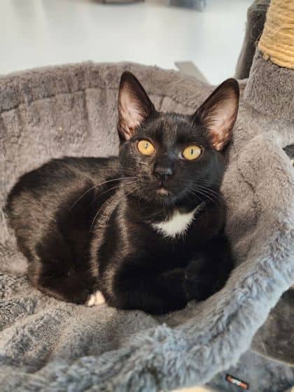 Bass - Domestic Shorthair/Mix cat available for adoption at Peterborough Humane Society in Peterborough