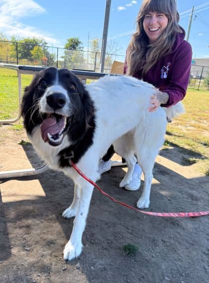 Morgan - Mixed Breed available for adoption at Peterborough Humane Society in Peterborough