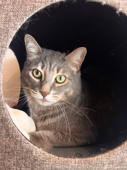 Extra Mayo - Domestic Shorthair/Mix available for adoption